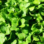 rucola-importanti-proprieta