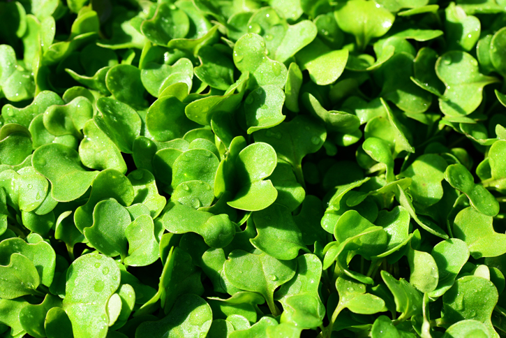 rucola-importanti-proprieta