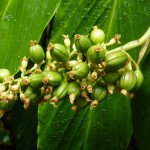 caffe-verde-proprieta-dimagranti