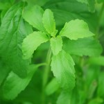 stevia-a-cosa-serve