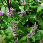 benefici della menta piperita