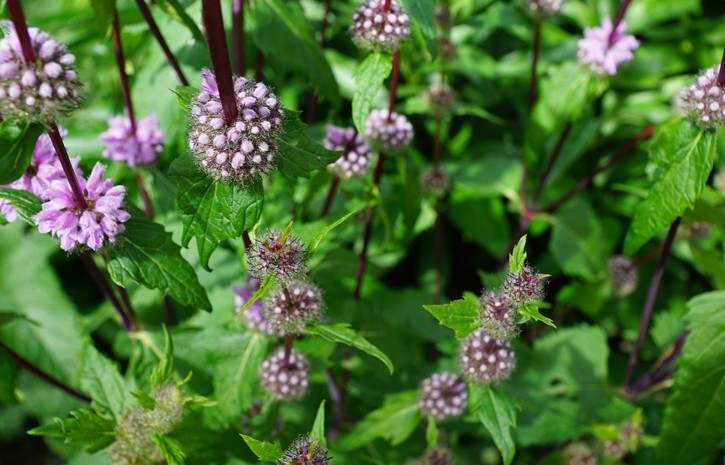 benefici della menta piperita