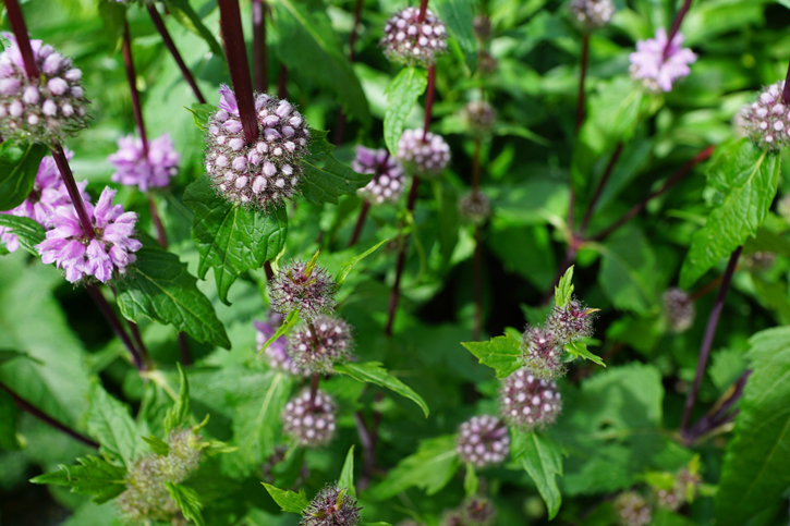 benefici della menta piperita